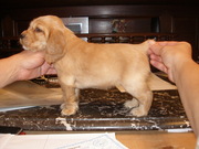 Английский кокер спаниель