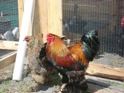 инкубационное яйцо Брама светлая, куропатчатая